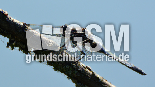 Blaugrüne Mosaikjungfer (6).jpg